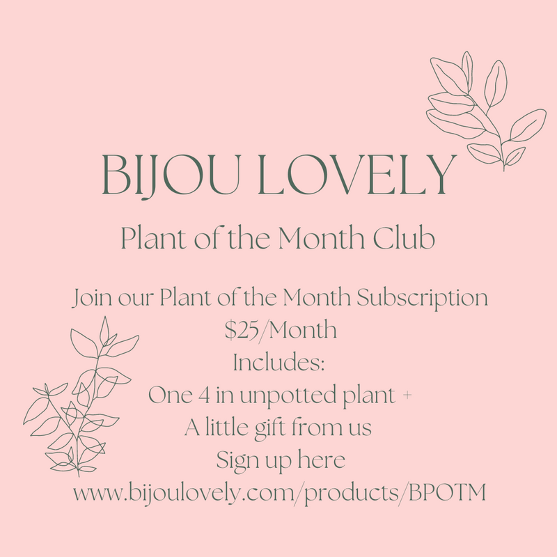Bijou Lovely - Plant of the Month Club