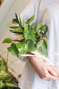 Preorder - Small Plant Bouquet for Revisions Marquette Location